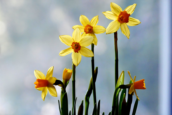 A Little Bit of Sunshine -  Lynn D.