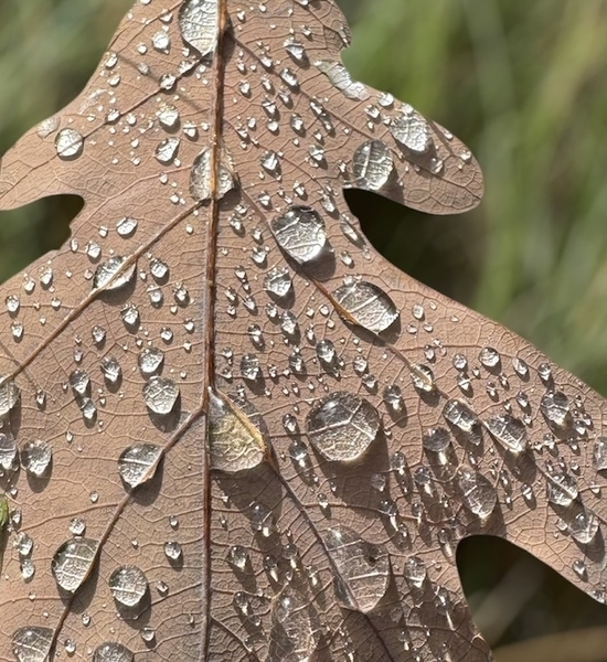 Raindrops on Oak Leaf -  Janette B