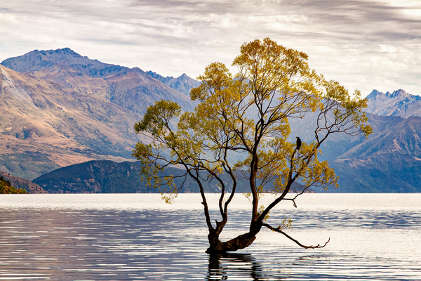 That Wanaka Tree -  Sid H