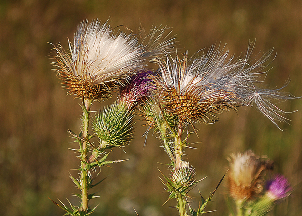 Thistles -  Gerald D