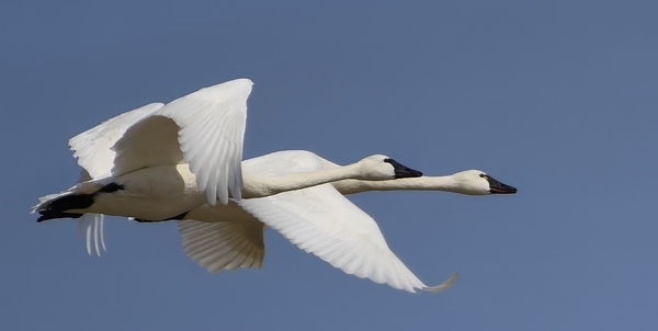 Tundra Swans -  Bruce H